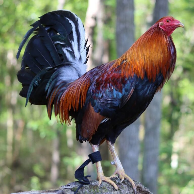 Albany-Rooster-1