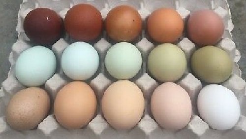 Assorted-Chicken-Hatching-Eggs