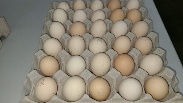 Ayam Cemani Hatching Eggs