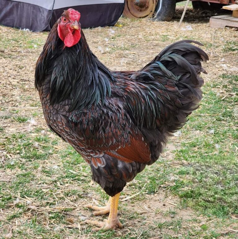 Blue-Laced-red-Wyandotte-17