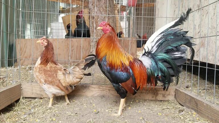Kearney-Whitehackle-Gamefowl