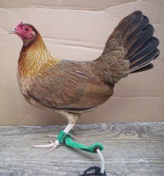 Kelso-Hen