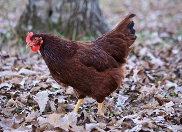 Rhode Island Red Chicken - Image 2