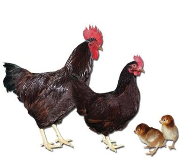 RHODE ISLAND RED