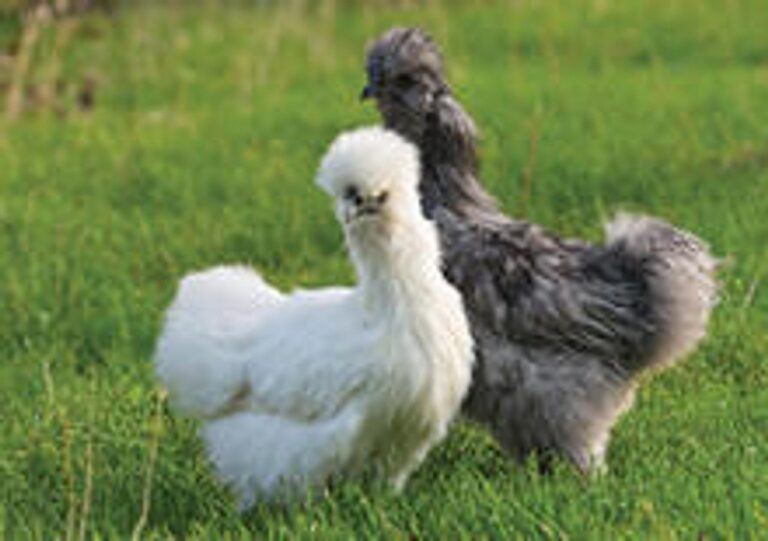Silkie-Assortment__21673__29966