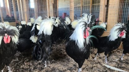 White Crested Black Polish Chicken - Image 2