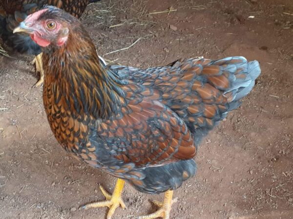 Blue Laced Red Wyandottes - Image 2