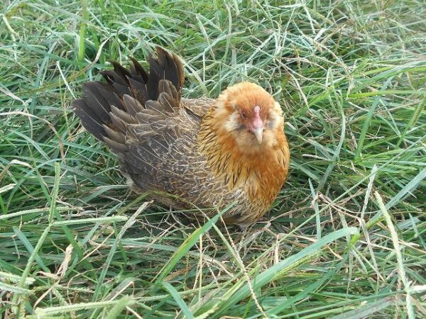 Easter Egger Bantam - Image 2