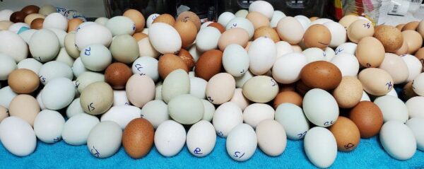 Potluck Ultra Rare Special Hatching Eggs