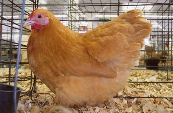 Buff Orpington Bantam (Female)