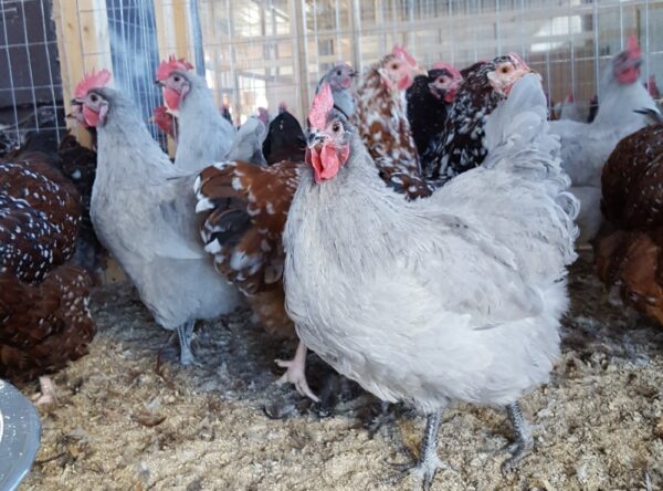 Lavender Orpington Chicken (Female)