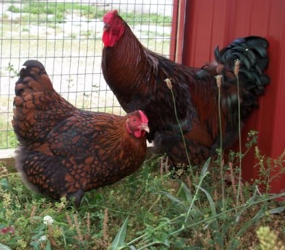 Black Laced Red Wyandotte Chicken - Image 3