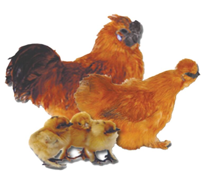 Buff_Silkies__20181
