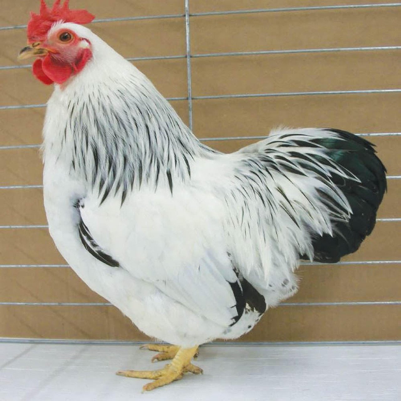 COLUMBIAN ROCK BANTAM