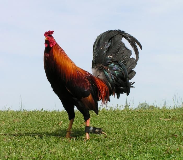 Democrats-Gamefowl