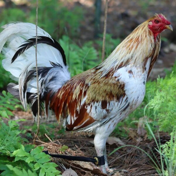 Minor Blue Rooster – layinghenshatcheryfarm.com