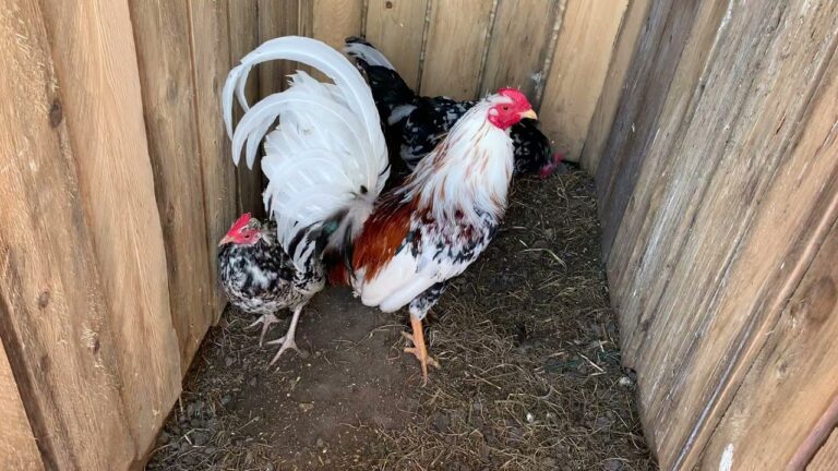 Morgan-Whitehackle-Gamefowl