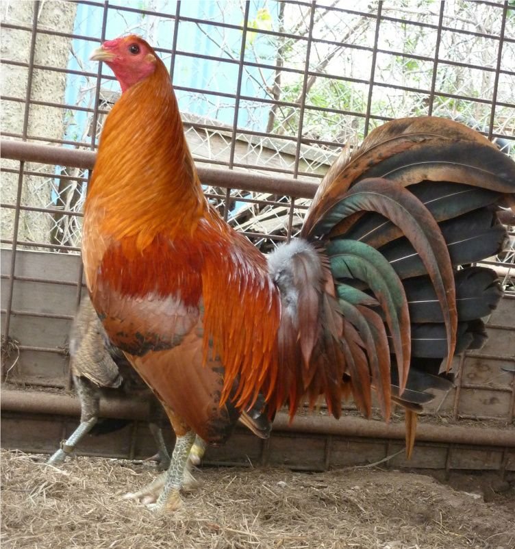 Red-Quail