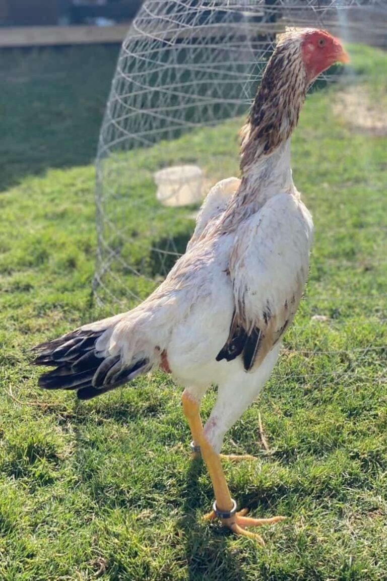 Shamo-Roosters