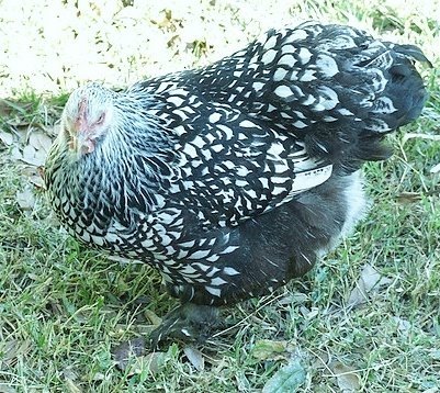 Silver20Laced20Cochin2071-1