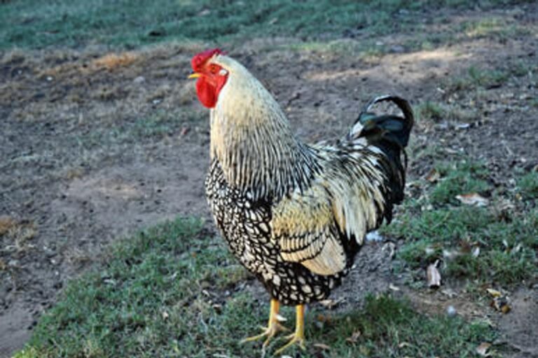 Silver_Laced_Wyandotte__82349__23898