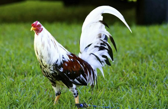 Spanish-Gamefowl