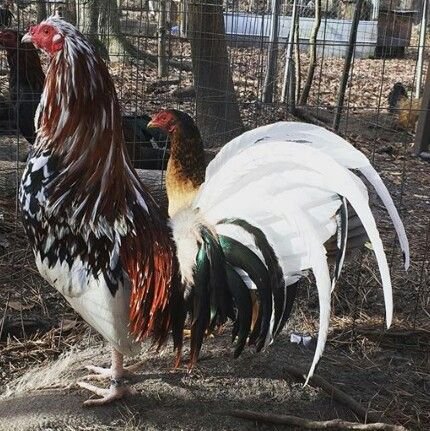 White-Hackle-Gamefowl