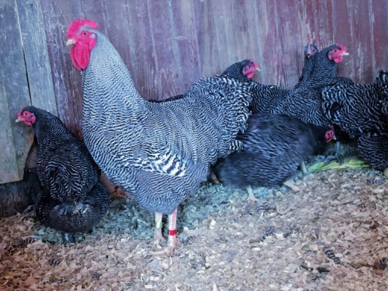 barred_plymouth_rock_bantam__53357