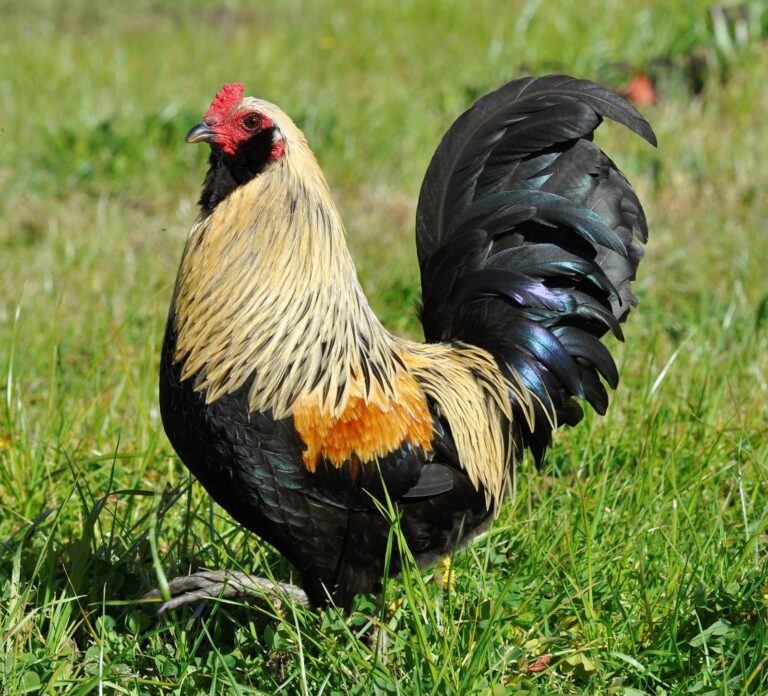 easter_egger_bantam_chicken_photo_by_julia_king