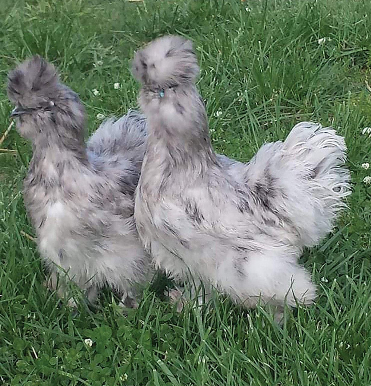 silkie chickens for sale